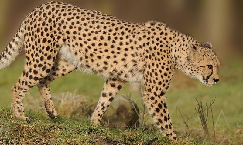 GaiaZOO