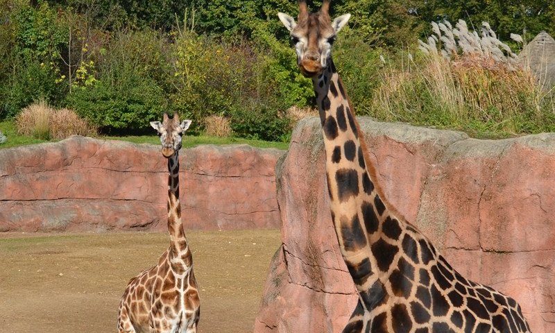 GaiaZOO